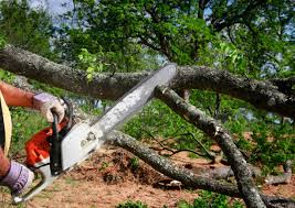 How Our Tree Care Process Works  in Westlake Village, IL